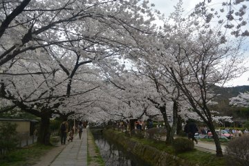 <p>Bunga sakura yang membentuk kanopi di Philosopher Path &nbsp;</p>