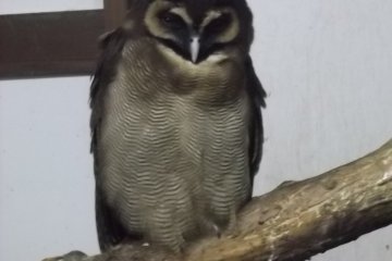 <p>Just takin' it easy on my branch</p>