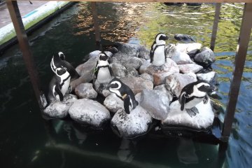 <p>Some penguins who seem not to fancy the water</p>