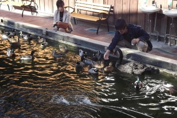 <p>Feeding the ducks</p>