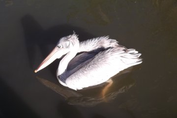 <p>I wouldn't want a bite from that big beak</p>