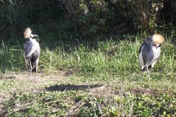<p>Secretary birds? I'm not sure what these are</p>