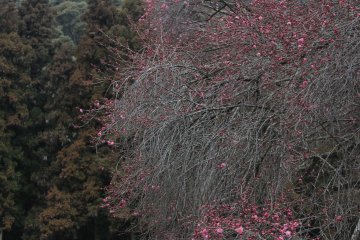 <p>There are an abundance of trees around Kintai&nbsp;bridge, and except for the middle of winter, they will have some type of bloom or beautiful leaf to enjoy. &nbsp;</p>