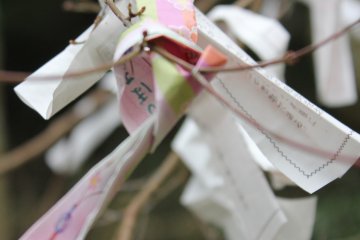 <p>fortunes tied around tree branches</p>