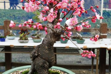 <p>A plum tree pruned in the bonsai style</p>