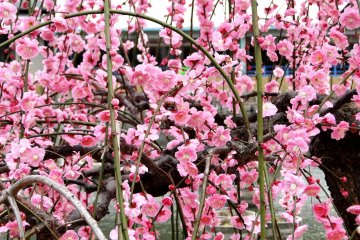 <p>Weeping plum trees surround the shrine's pond</p>