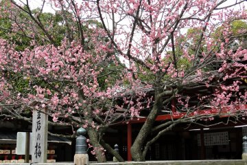 <p>Most of the plum trees sport pink petals but the occasional white-petaled tree can be found</p>