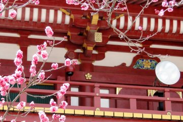 <p>Plum blossoms against the shrine's main gate</p>