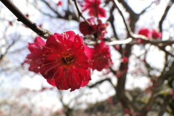<p>One of the darker shades of plum blossoms on the shrine's grounds&nbsp;</p>