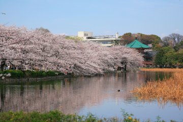 The Top 3 Things To Do in Ueno