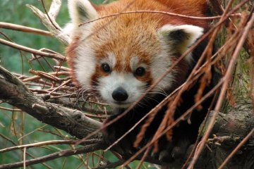 <p>The friendly face of a red panda</p>