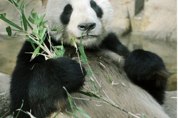 <p>Pandas seem to sit around and eat all day</p>
