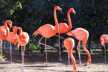 <p>Bright pink flamingos&nbsp;</p>