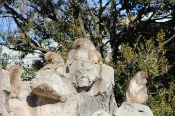<p>A few monkeys near the top of the mountain exhibit</p>