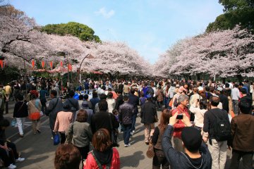<p>Streets full of people viewing the cherry blossoms</p>