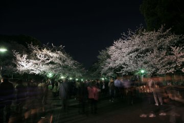 <p>Night time cherry blossom viewing is quite popular</p>