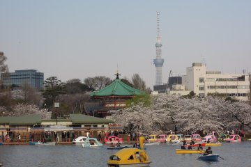 <p>Rent a boat and paddle around with a nice view of Skytree</p>