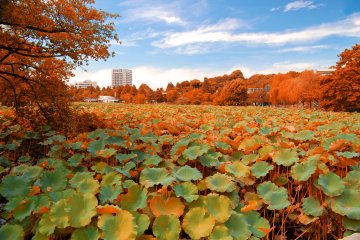 <p>The lake transforms quite a bit in autumn</p>