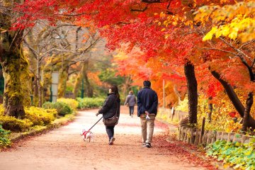 Couple walking their dog