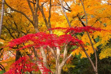 Trees