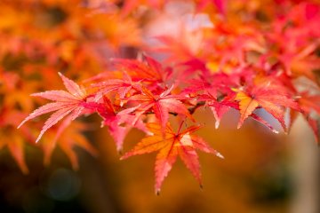 leaves on the tree
