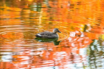 Duck