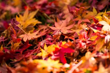 Leaves on the ground