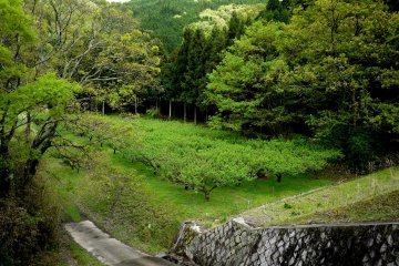 <p>A field of plum trees</p>