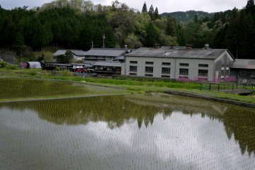 <p>Newly planted rice</p>