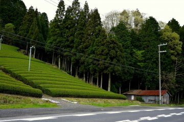 <p>Tea fields on the hillside</p>