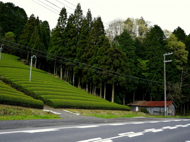 <p>Tea fields on the hillside</p>