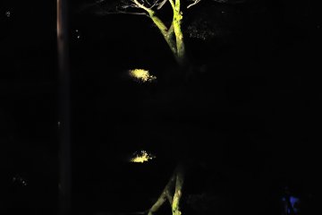 <p>When the sun set, trees by the lake were reflected on the surface of the pond</p>