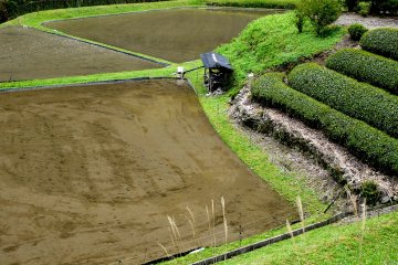 <p>Rizi&egrave;res inond&eacute;es pr&ecirc;tes &agrave; &ecirc;tre plant&eacute;es</p>