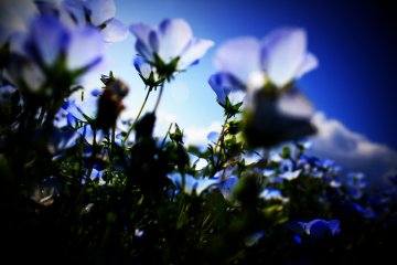 The Flowers of Hitachi Seaside Park