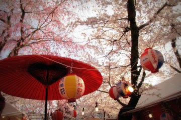 The Cherry Blossoms of Kyoto