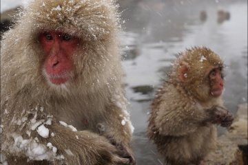 The Hike to Snow Monkey Park Nagano