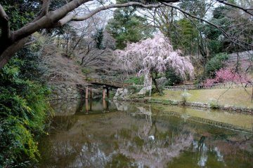 One of the ponds near the castle with the cherry blossoms in bloom