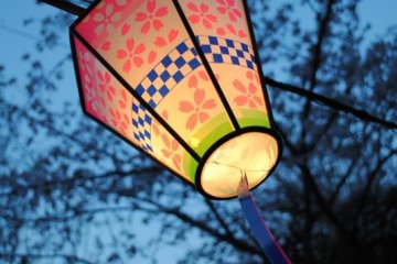 Lanterns light during the cherry blossom season as it gets dark