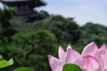 A Stroll Through Sankei-En Garden