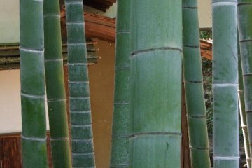 A small bamboo grove inside the park