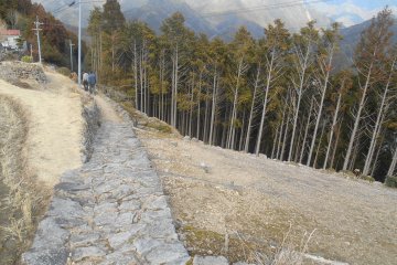 <p>You quickly evolve into a thick forest</p>