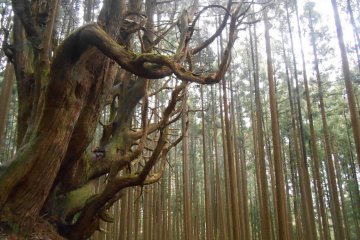 <p>The master of the forest</p>