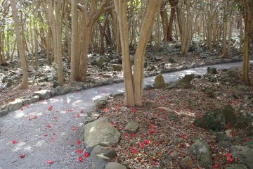 <p>La&nbsp;for&ecirc;t de Cam&eacute;lias aux pieds du volcan</p>