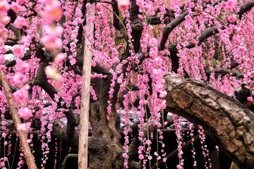 <p>This plum tree is more than 60 years old.</p>