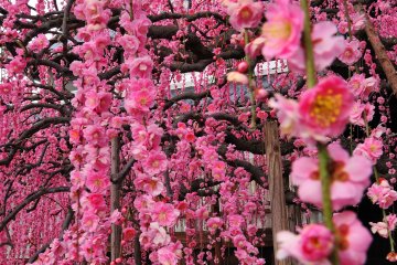 <p>Flowers in full bloom</p>