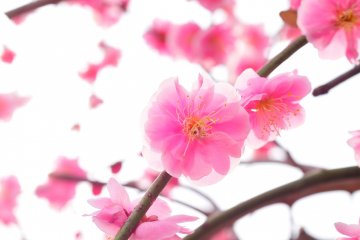 <p>The sweet smell of plums hangs in the air.</p>