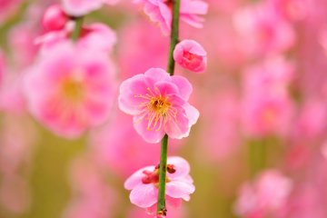 <p>What a light and pale pink color!</p>