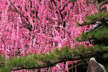 <p>It blends so well with the pine tree! If only there were some bamboo...</p>