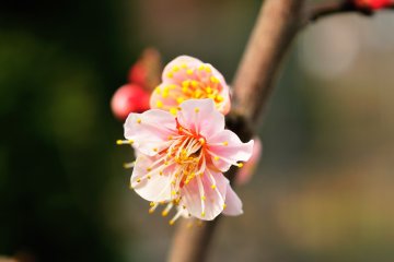 <p>Such a beautiful flower!</p>