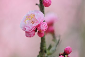 Tsukigase Plum Grove in Nara